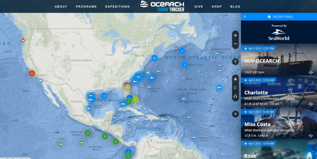 ocearch shark tracker website 鲨鱼追踪器网站