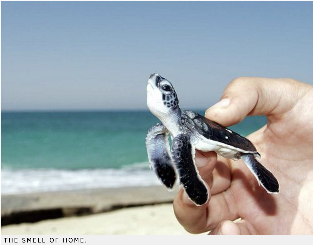 海滩上可爱的海龟